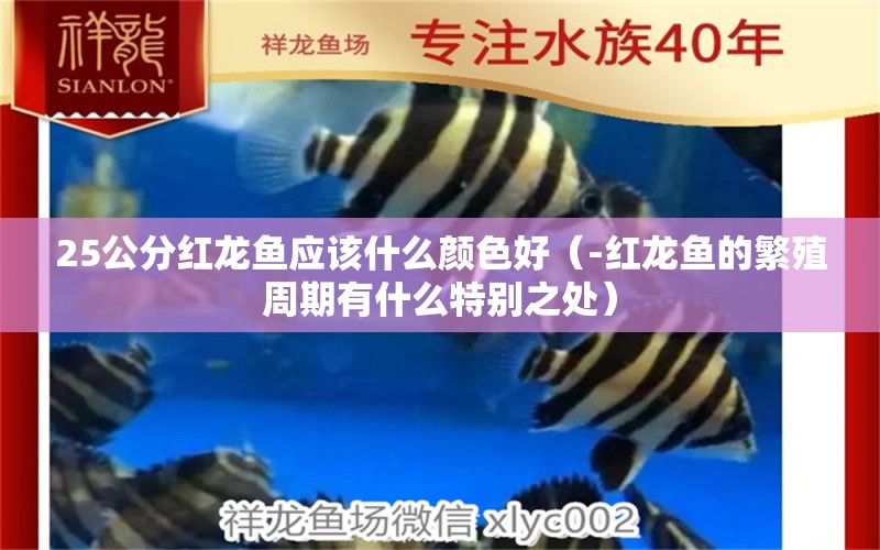 25公分紅龍魚應(yīng)該什么顏色好（-紅龍魚的繁殖周期有什么特別之處） 水族問答 第1張