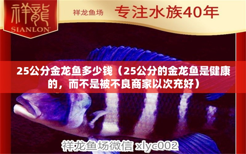 25公分金龍魚(yú)多少錢(qián)（25公分的金龍魚(yú)是健康的，而不是被不良商家以次充好） 水族問(wèn)答 第1張