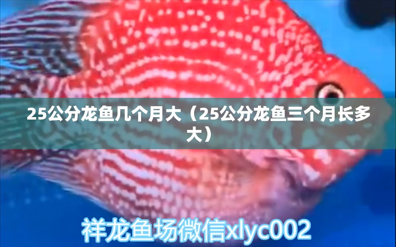 25公分龍魚幾個(gè)月大（25公分龍魚三個(gè)月長多大）