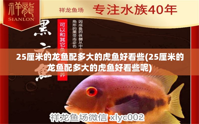 25厘米的龍魚配多大的虎魚好看些(25厘米的龍魚配多大的虎魚好看些呢)