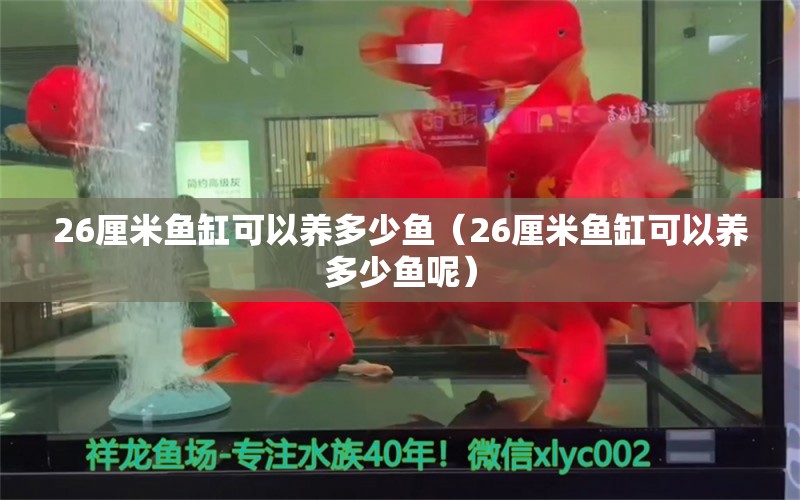 26厘米魚缸可以養(yǎng)多少魚（26厘米魚缸可以養(yǎng)多少魚呢）