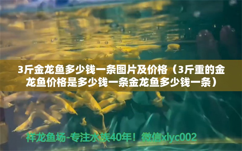 3斤金龍魚多少錢一條圖片及價(jià)格（3斤重的金龍魚價(jià)格是多少錢一條金龍魚多少錢一條） 龍魚百科 第2張