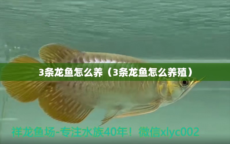 3條龍魚怎么養(yǎng)（3條龍魚怎么養(yǎng)殖） 龍魚疾病與治療