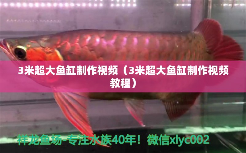 3米超大魚缸制作視頻（3米超大魚缸制作視頻教程）