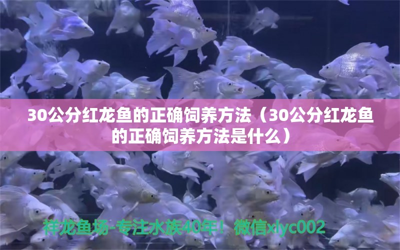 30公分紅龍魚的正確飼養(yǎng)方法（30公分紅龍魚的正確飼養(yǎng)方法是什么） 祥禾Super Red紅龍魚