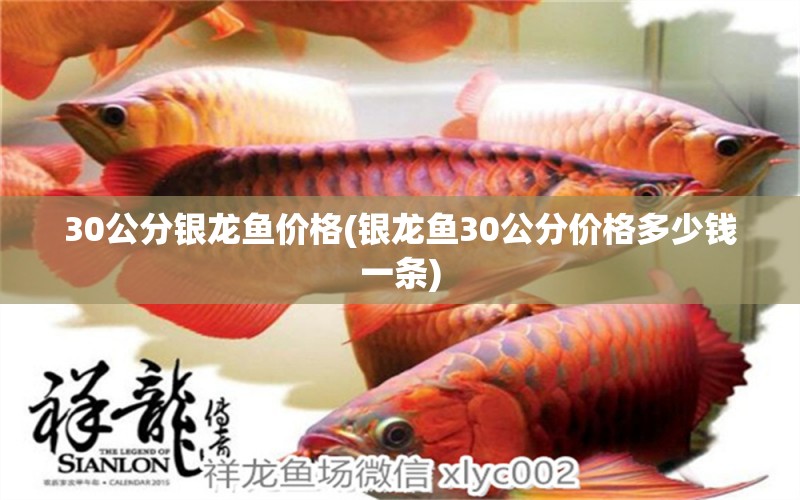 30公分銀龍魚價格(銀龍魚30公分價格多少錢一條) 銀龍魚