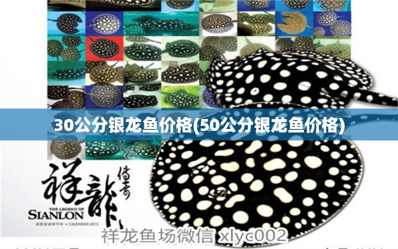 30公分銀龍魚價格(50公分銀龍魚價格) 銀龍魚