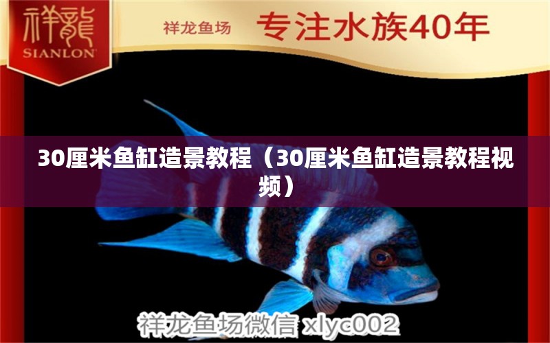 30厘米魚缸造景教程（30厘米魚缸造景教程視頻）