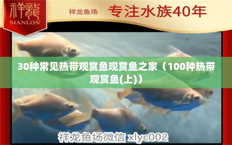 30種常見熱帶觀賞魚觀賞魚之家（100種熱帶觀賞魚(上)） 虎斑恐龍魚