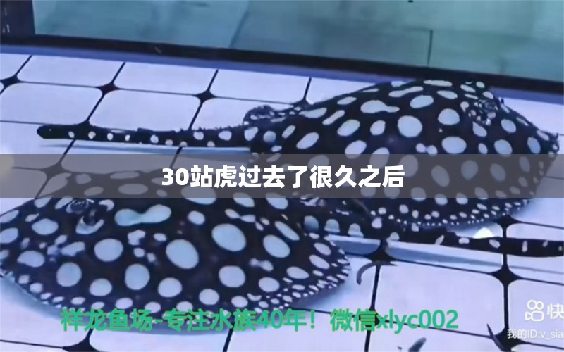 30站虎過去了很久之后 三間鼠魚