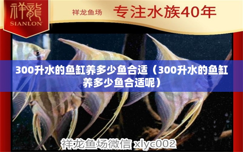 300升水的魚缸養(yǎng)多少魚合適（300升水的魚缸養(yǎng)多少魚合適呢）