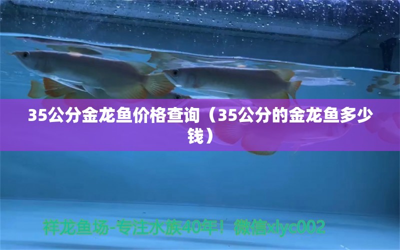 35公分金龍魚價(jià)格查詢（35公分的金龍魚多少錢）