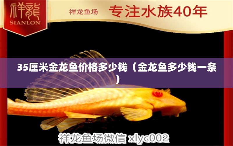 35厘米金龍魚價(jià)格多少錢（金龍魚多少錢一條）