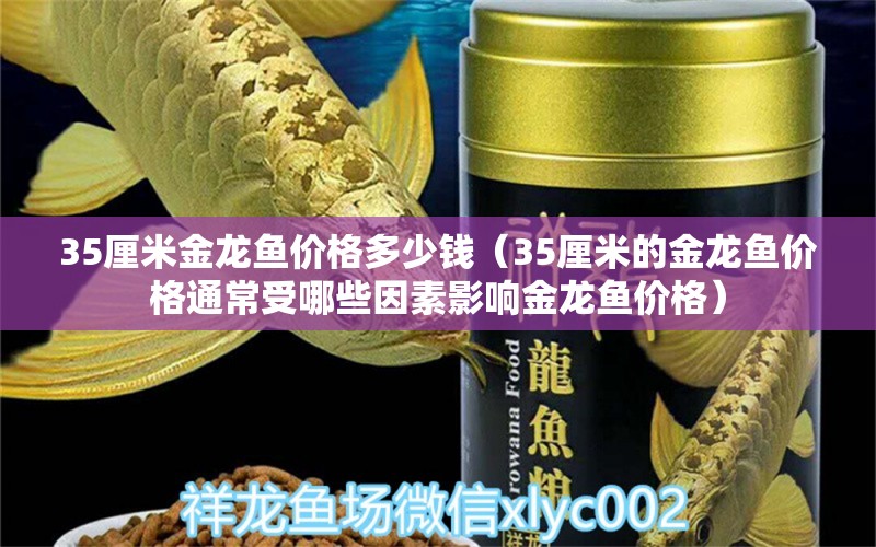 35厘米金龍魚價格多少錢（35厘米的金龍魚價格通常受哪些因素影響金龍魚價格） 水族問答 第1張