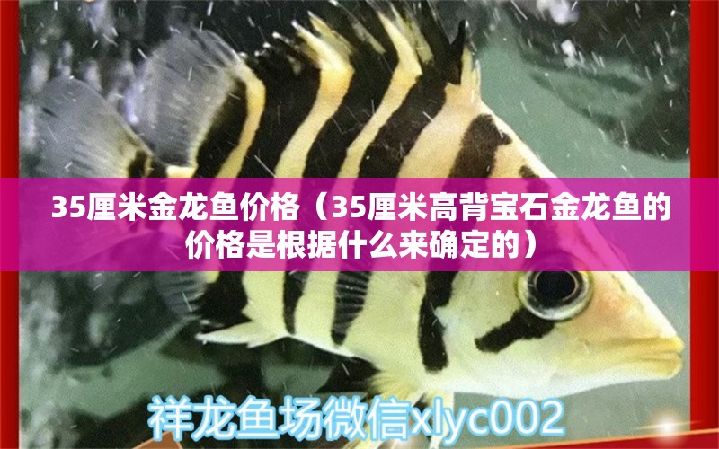 35厘米金龍魚價(jià)格（35厘米高背寶石金龍魚的價(jià)格是根據(jù)什么來(lái)確定的） 水族問(wèn)答 第1張