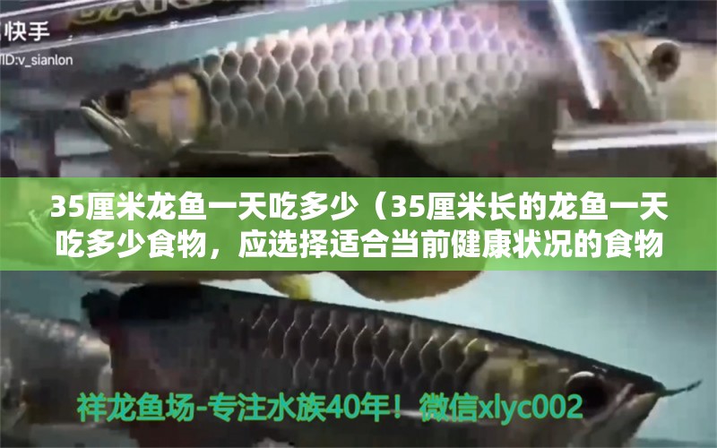 35厘米龍魚一天吃多少（35厘米長的龍魚一天吃多少食物，應(yīng)選擇適合當(dāng)前健康狀況的食物） 水族問答 第2張