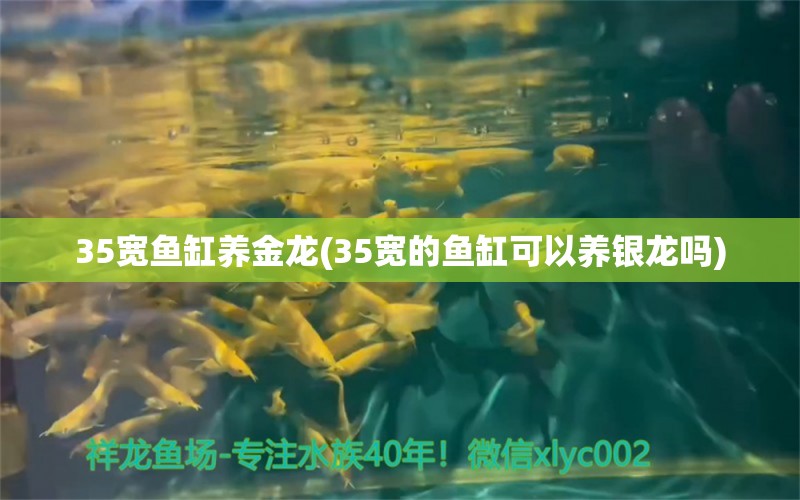 35寬魚(yú)缸養(yǎng)金龍(35寬的魚(yú)缸可以養(yǎng)銀龍嗎)