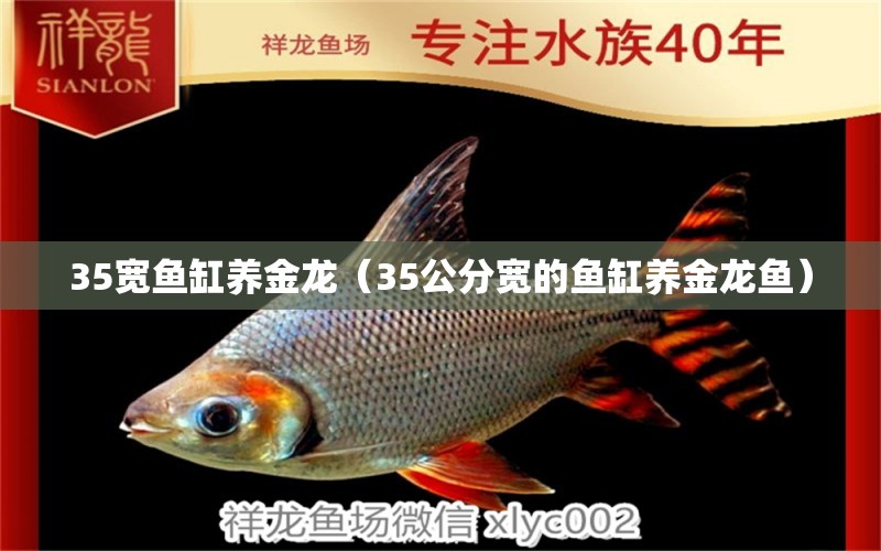 35寬魚(yú)缸養(yǎng)金龍（35公分寬的魚(yú)缸養(yǎng)金龍魚(yú)）