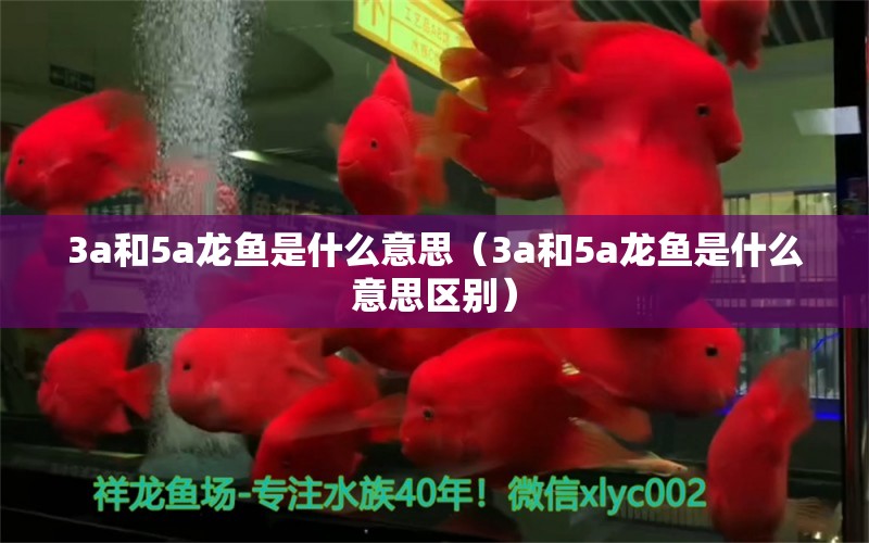 3a和5a龍魚是什么意思（3a和5a龍魚是什么意思區(qū)別） 龍魚疾病與治療