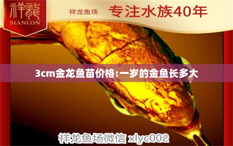 3cm金龍魚苗價(jià)格:一歲的金魚長多大 龍魚批發(fā)