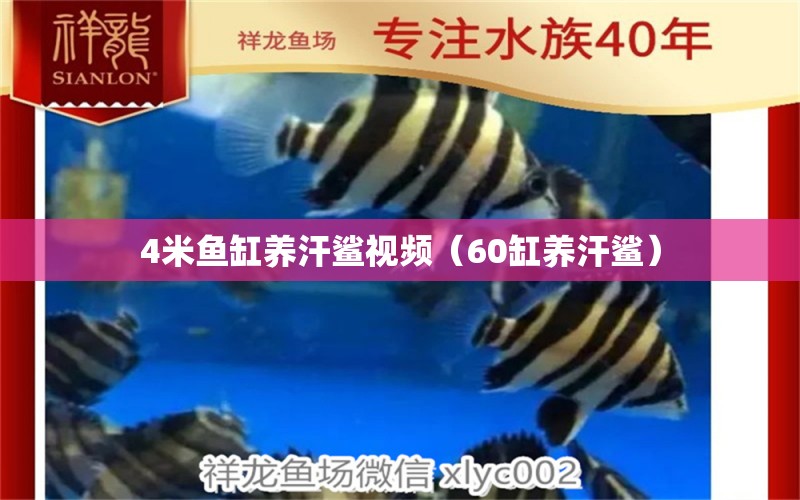 4米魚缸養(yǎng)汗鯊視頻（60缸養(yǎng)汗鯊） 魚缸百科