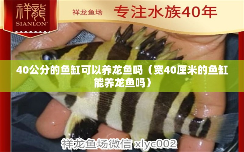 40公分的魚缸可以養(yǎng)龍魚嗎（寬40厘米的魚缸能養(yǎng)龍魚嗎） 龍魚百科 第2張