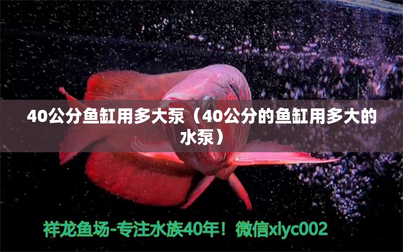 40公分魚缸用多大泵（40公分的魚缸用多大的水泵）