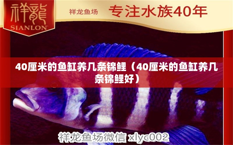 40厘米的魚缸養(yǎng)幾條錦鯉（40厘米的魚缸養(yǎng)幾條錦鯉好） 其他品牌魚缸