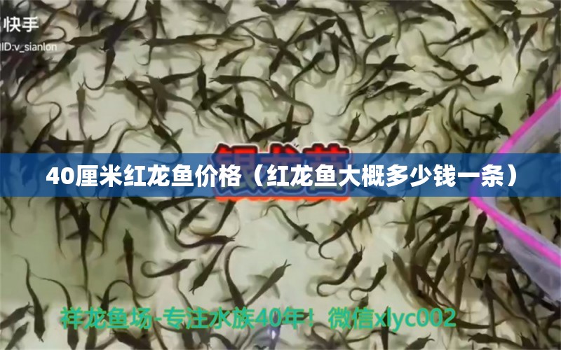 40厘米紅龍魚價(jià)格（紅龍魚大概多少錢一條）