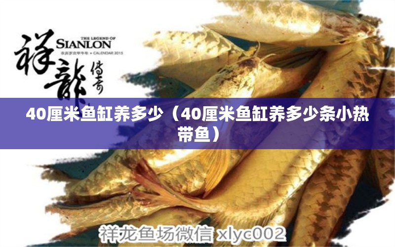 40厘米魚缸養(yǎng)多少（40厘米魚缸養(yǎng)多少條小熱帶魚） 稀有金龍魚