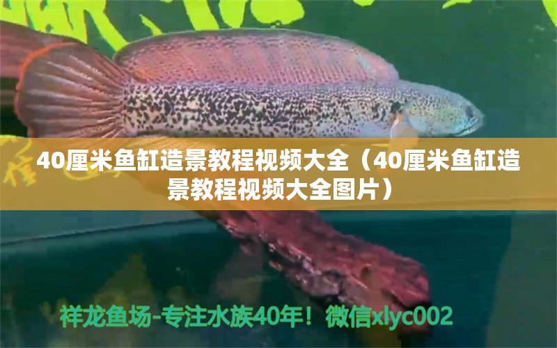 40厘米魚缸造景教程視頻大全（40厘米魚缸造景教程視頻大全圖片）