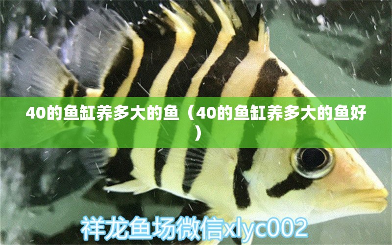 40的魚缸養(yǎng)多大的魚（40的魚缸養(yǎng)多大的魚好）