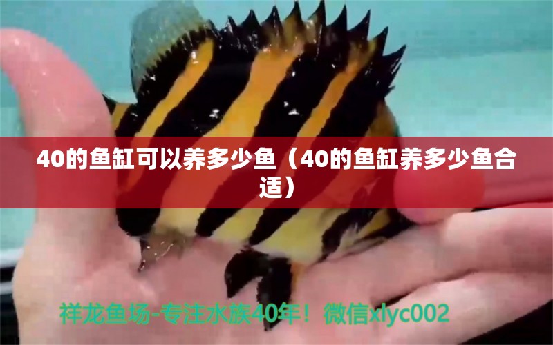 40的魚缸可以養(yǎng)多少魚（40的魚缸養(yǎng)多少魚合適）