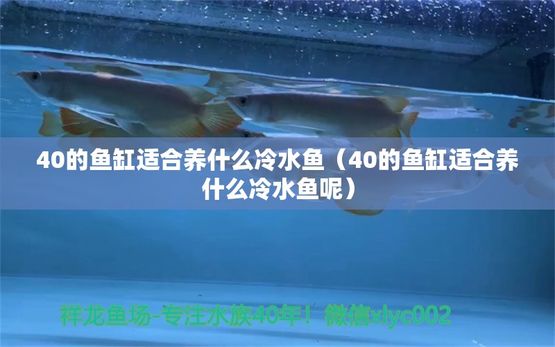 40的魚缸適合養(yǎng)什么冷水魚（40的魚缸適合養(yǎng)什么冷水魚呢）