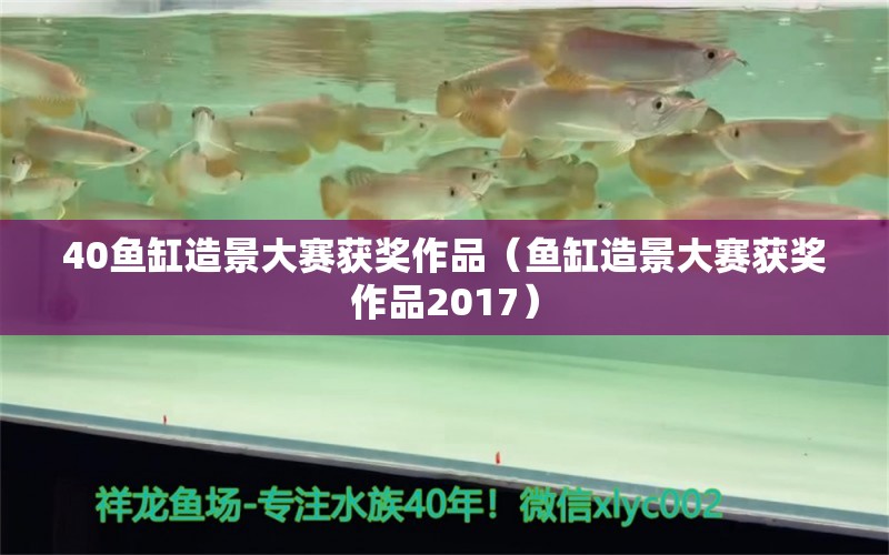 40魚(yú)缸造景大賽獲獎(jiǎng)作品（魚(yú)缸造景大賽獲獎(jiǎng)作品2017）