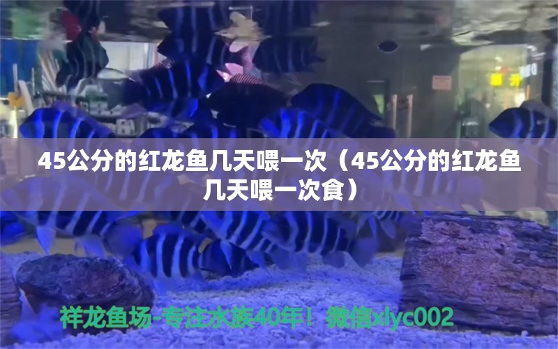 45公分的紅龍魚幾天喂一次（45公分的紅龍魚幾天喂一次食）