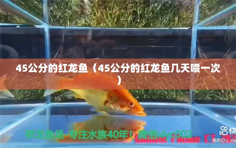 45公分的紅龍魚(yú)（45公分的紅龍魚(yú)幾天喂一次）