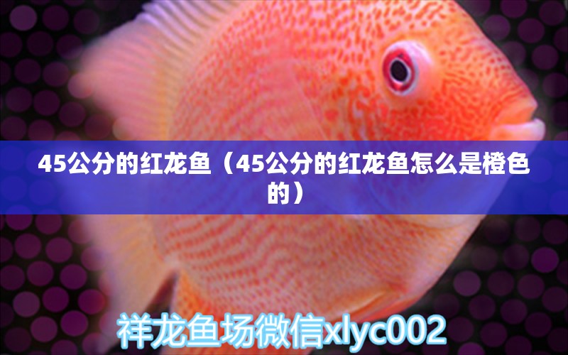 45公分的紅龍魚（45公分的紅龍魚怎么是橙色的）