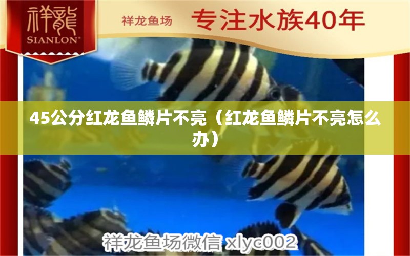 45公分紅龍魚鱗片不亮（紅龍魚鱗片不亮怎么辦） 印尼紅龍魚