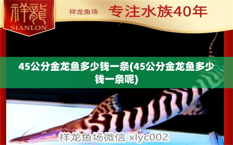 45公分金龍魚(yú)多少錢(qián)一條(45公分金龍魚(yú)多少錢(qián)一條呢)