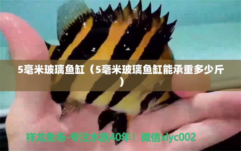 5毫米玻璃魚缸（5毫米玻璃魚缸能承重多少斤）