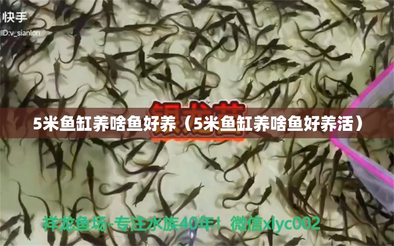 5米魚缸養(yǎng)啥魚好養(yǎng)（5米魚缸養(yǎng)啥魚好養(yǎng)活）