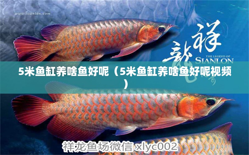 5米魚缸養(yǎng)啥魚好呢（5米魚缸養(yǎng)啥魚好呢視頻）