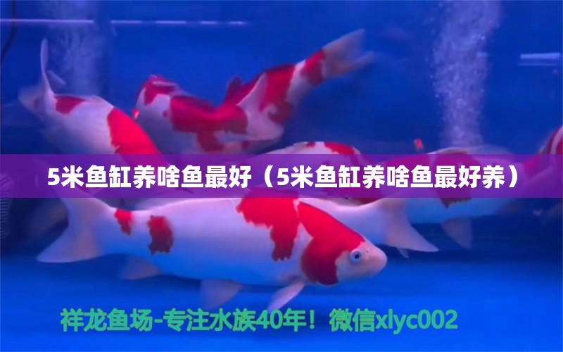 5米魚缸養(yǎng)啥魚最好（5米魚缸養(yǎng)啥魚最好養(yǎng)）