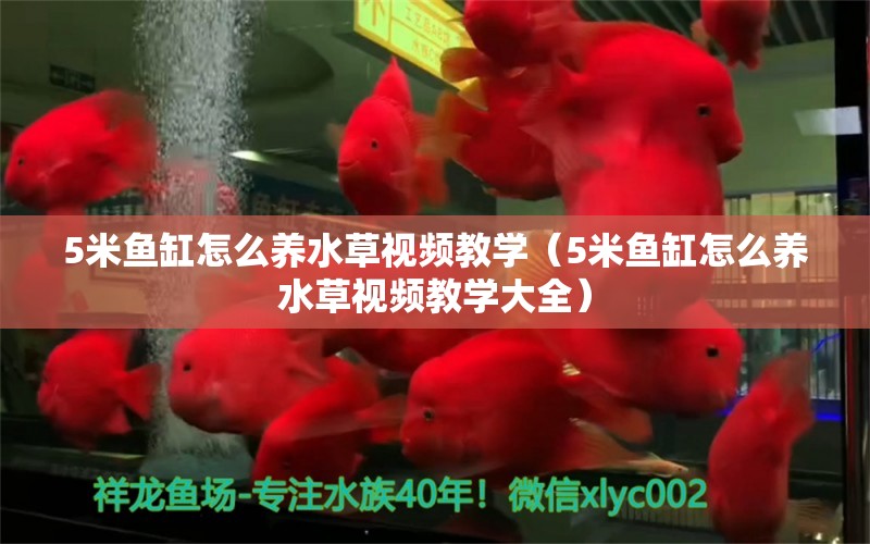 5米魚缸怎么養(yǎng)水草視頻教學（5米魚缸怎么養(yǎng)水草視頻教學大全）