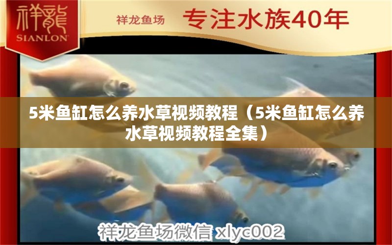 5米魚缸怎么養(yǎng)水草視頻教程（5米魚缸怎么養(yǎng)水草視頻教程全集）