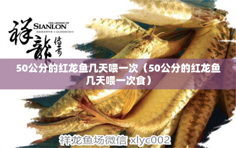 50公分的紅龍魚幾天喂一次（50公分的紅龍魚幾天喂一次食）