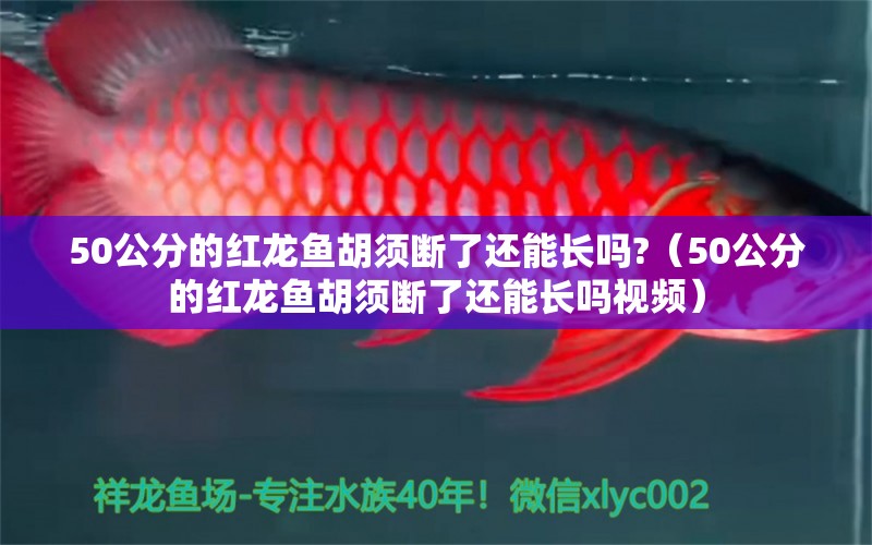 50公分的紅龍魚胡須斷了還能長嗎?（50公分的紅龍魚胡須斷了還能長嗎視頻）