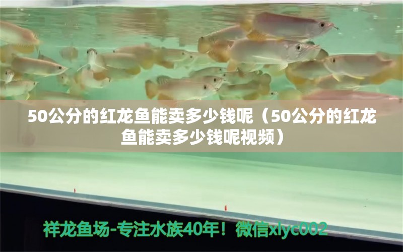 50公分的紅龍魚(yú)能賣多少錢呢（50公分的紅龍魚(yú)能賣多少錢呢視頻） 網(wǎng)上購(gòu)買觀賞魚(yú)