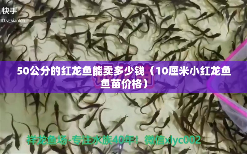 50公分的紅龍魚能賣多少錢（10厘米小紅龍魚魚苗價(jià)格）